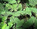 オジギソウの葉っぱが「おじぎ」する動画のサムネイル