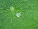 ハスの葉の上の「水玉」が動く動画のサムネイル