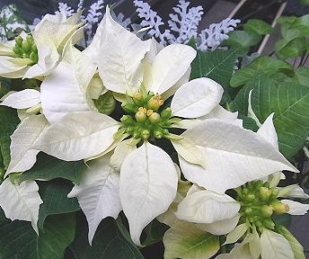 12月29日の誕生花 ポインセチア 白 縄文人 たがめ の格安 弾丸 海外旅行 楽天ブログ