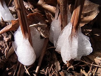 シモバシラの氷の結晶