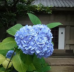 季節の花300の表紙のアジサイの花