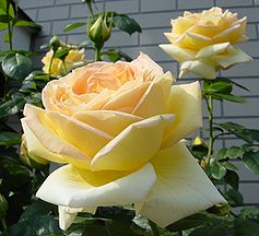 季節の花300の表紙のバラの花