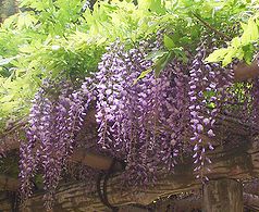 季節の花300の表紙のフジの花