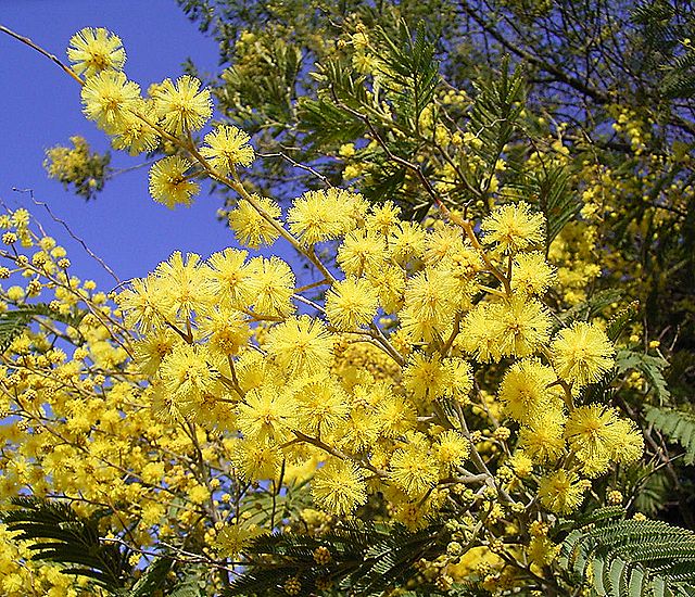 ミモザアカシア