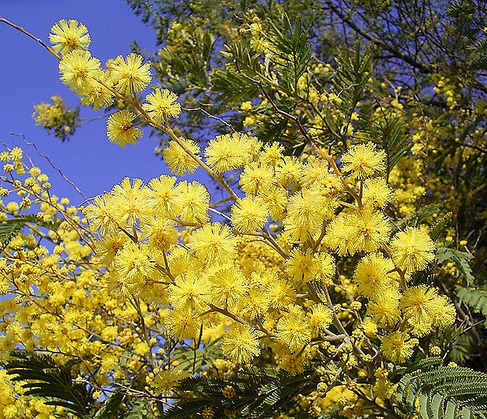 ミモザアカシア