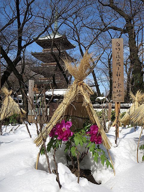 最大94％オフ！ 藁笠冬牡丹