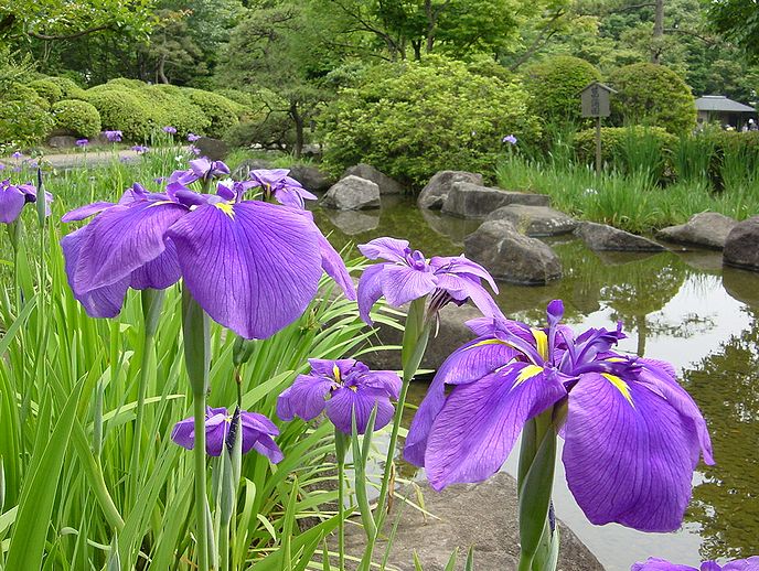 ハナショウブ