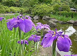 季節の花300の表紙のハナショウブの花