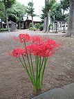 神社境内のヒガンバナ