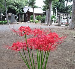 季節の花300の表紙のヒガンバナの花