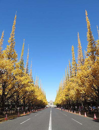 公孫樹 ベストショット