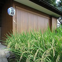 季節の花300の表紙の秋の祭礼の頃の稲穂