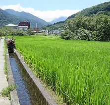 季節の花300の表紙のイネ・稲穂