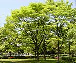ケヤキの新緑