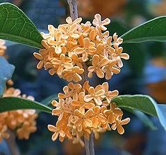季節の花300の表紙のキンモクセイの花