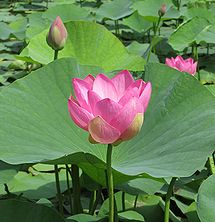 季節の花300の表紙のハスの花