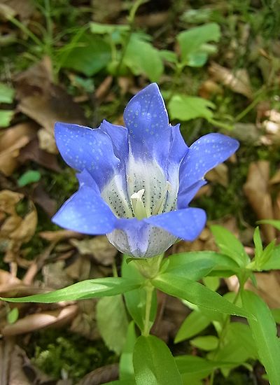 竜胆 ベストショット