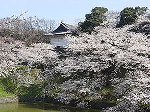 桜、ソメイヨシノ