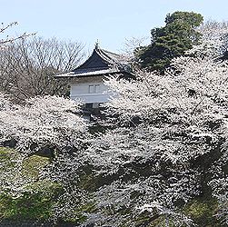 季節の花300の表紙の桜の花（千鳥ヶ淵）