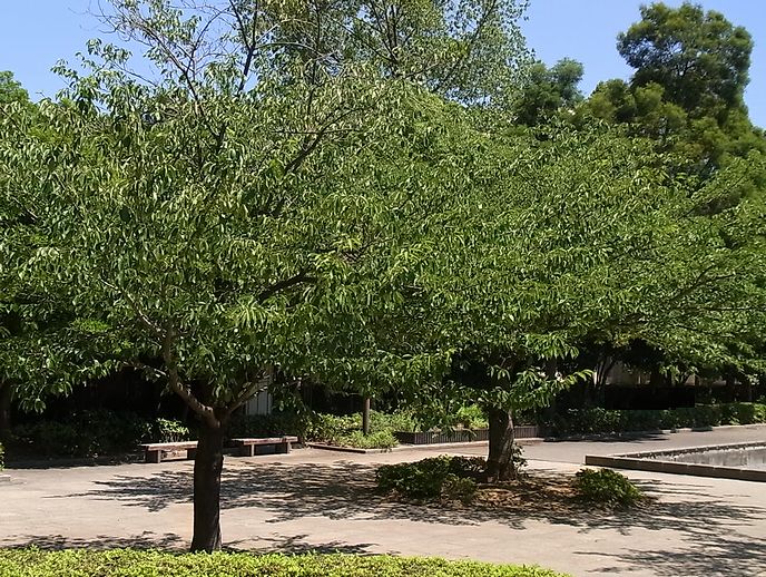 サクラ　夏