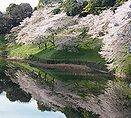 皇居の桜（さくら）