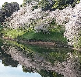 季節の花300の表紙の桜の花（皇居）