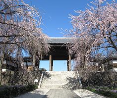 季節の花300の表紙のシダレザクラの花