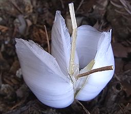 季節の花300の表紙のシモバシラの氷の花の山の字のたき火