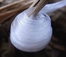 季節の花300の表紙のシモバシラの氷の花の綿あめくるくる