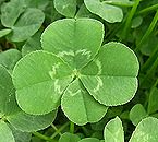 四つ葉のクローバー