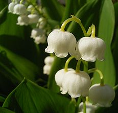 季節の花300の表紙のスズランの花