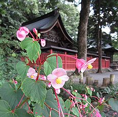 季節の花300の表紙のシュウカイドウの花