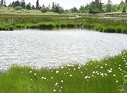 季節の花300の表紙の池塘とワタスゲの花