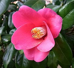 季節の花300の表紙のツバキの花