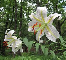 季節の花300の表紙のヤマユリの花