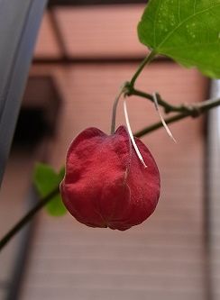 アブチロン、チロリアンランプ