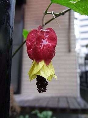 アブチロン、チロリアンランプ