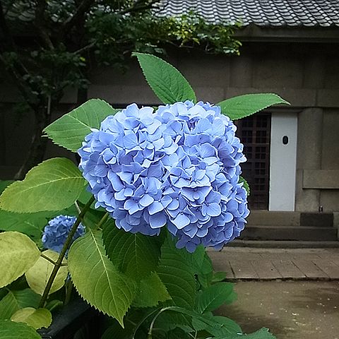 紫陽花（アジサイ）