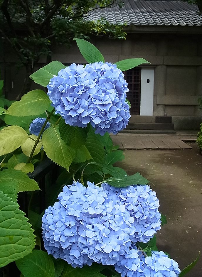 アジサイ