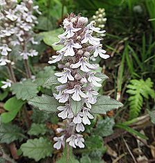 ジュウニヒトエ