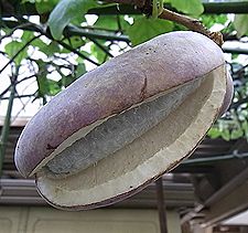 ミツバアケビの実