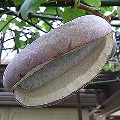 ミツバアケビの実