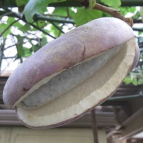ミツバアケビの実