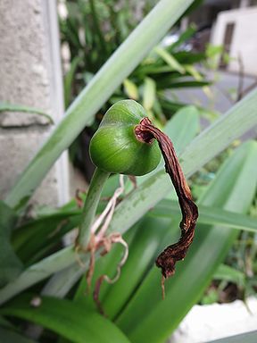 アマリリス