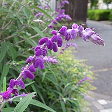 花 アメジスト アメジストセージ