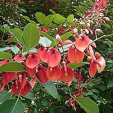 アメリカデイゴ