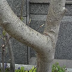 アオダモ