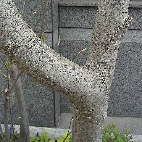 アオダモ