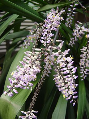 ユニークドラセナ 花 珍しい 最高の花の画像