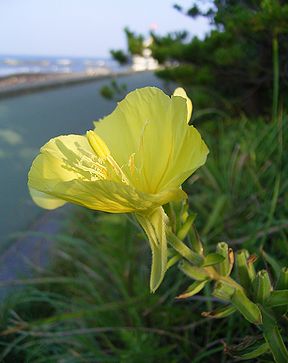 マツヨイグサ